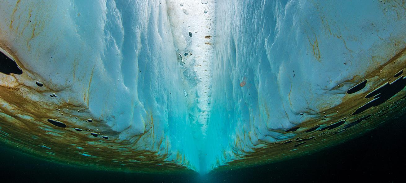 sea-ice algae