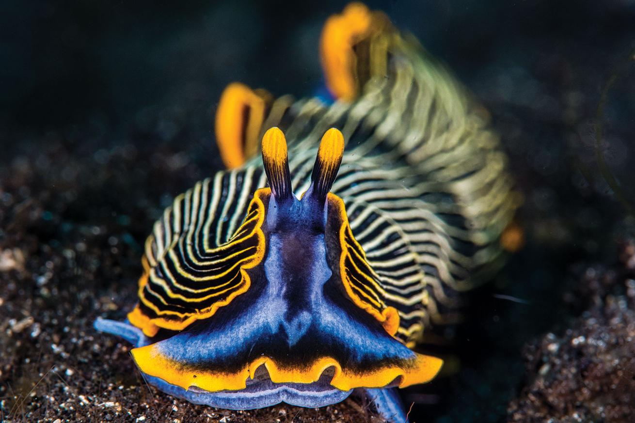 Lembeh Strait Indonesia