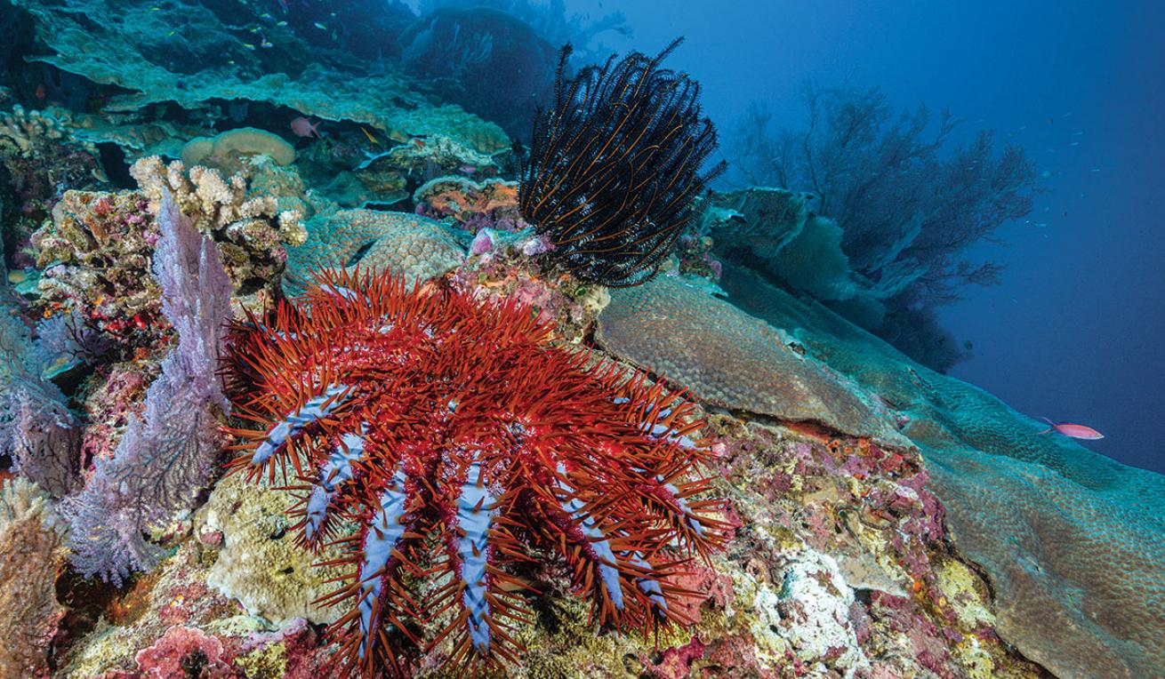 great barrier reef