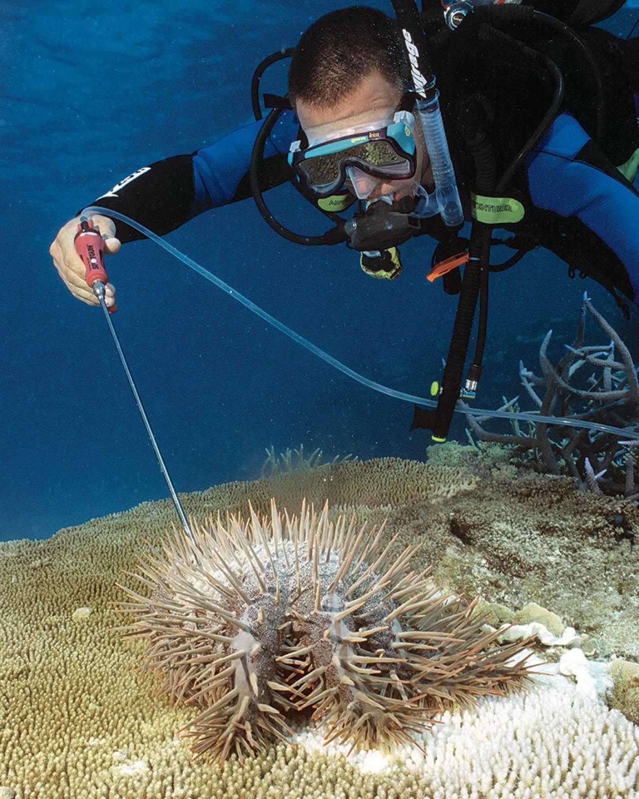 great barrier reef