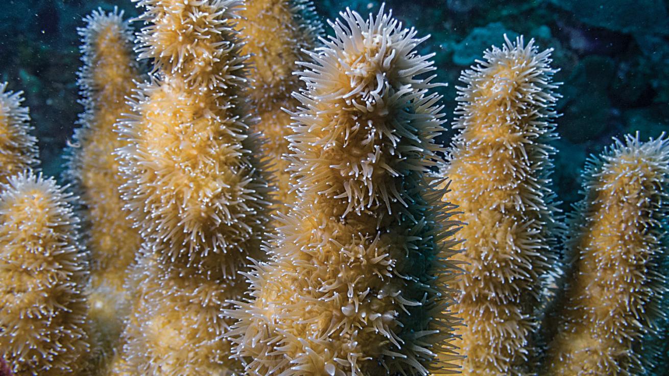 pillar coral