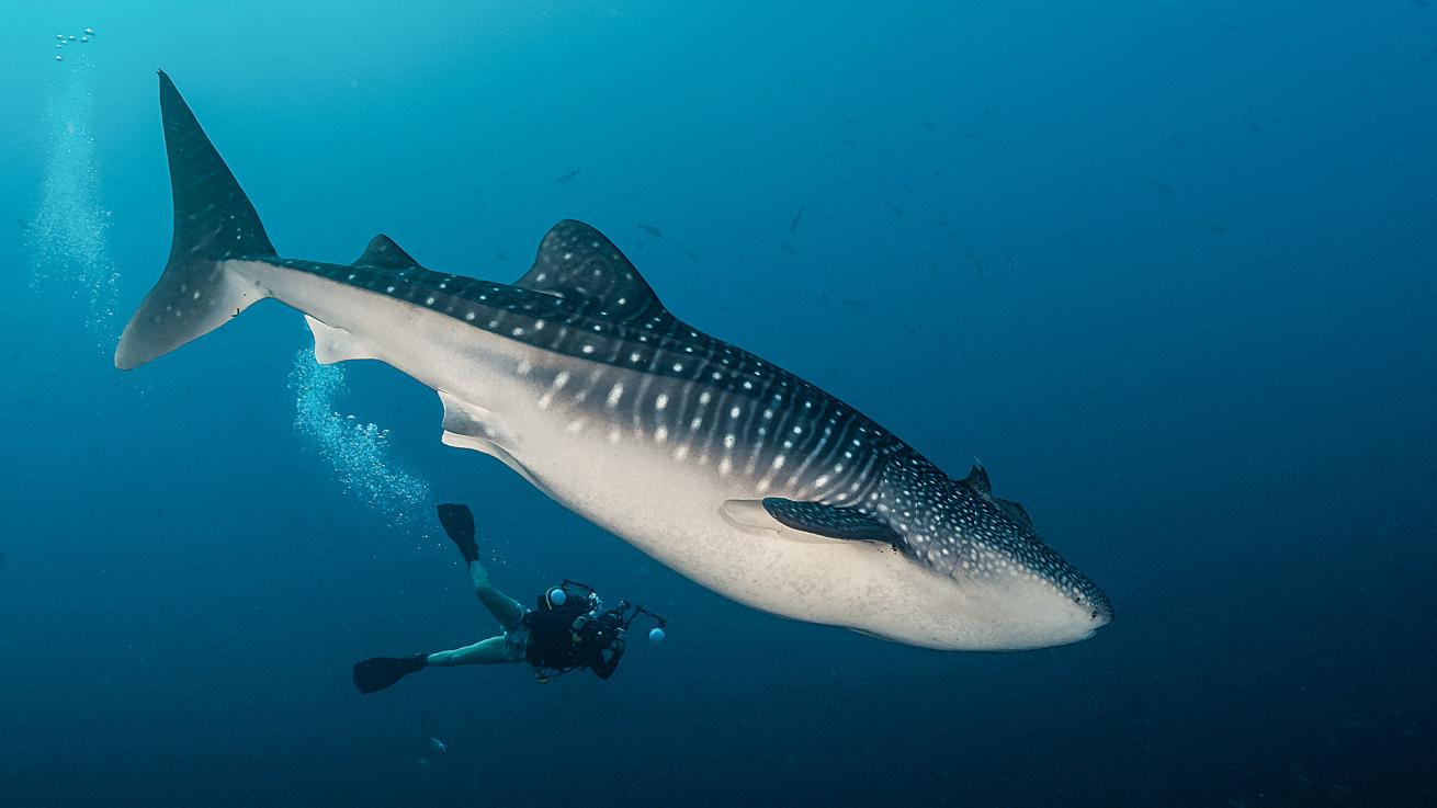 andaman liveaboard