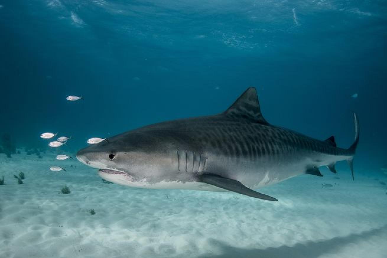 bahamas diving