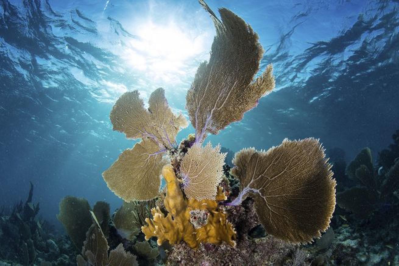 belize diving