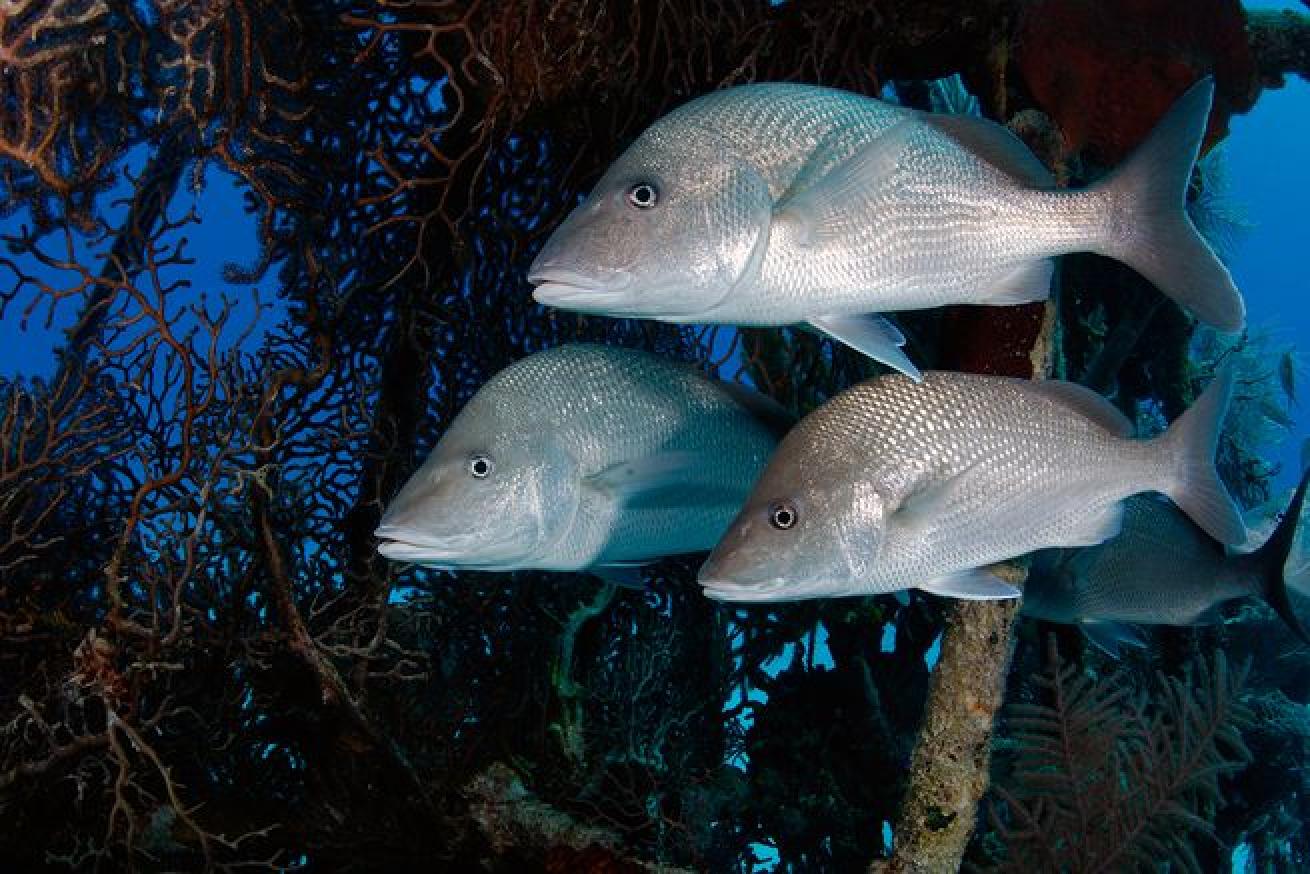Bonaire diving