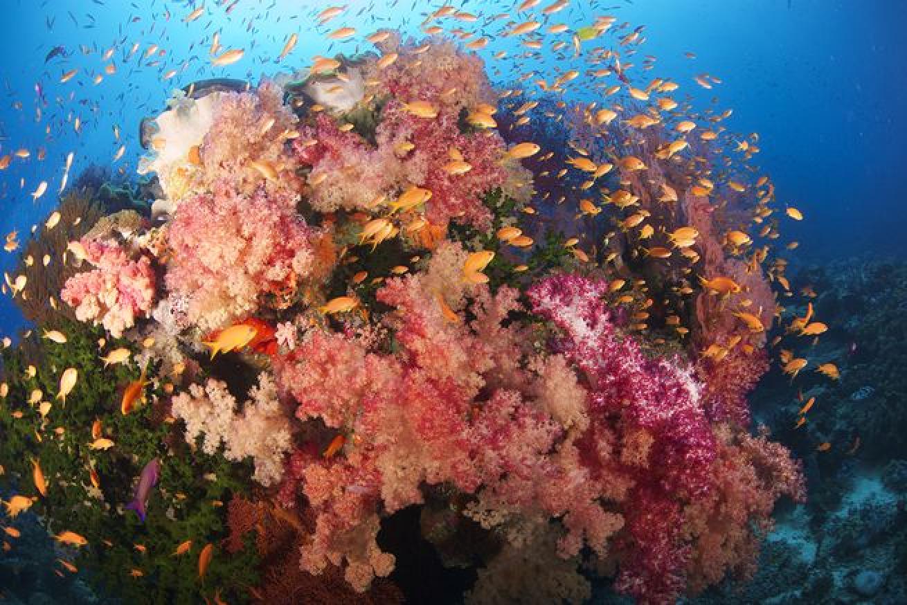 fiji diving