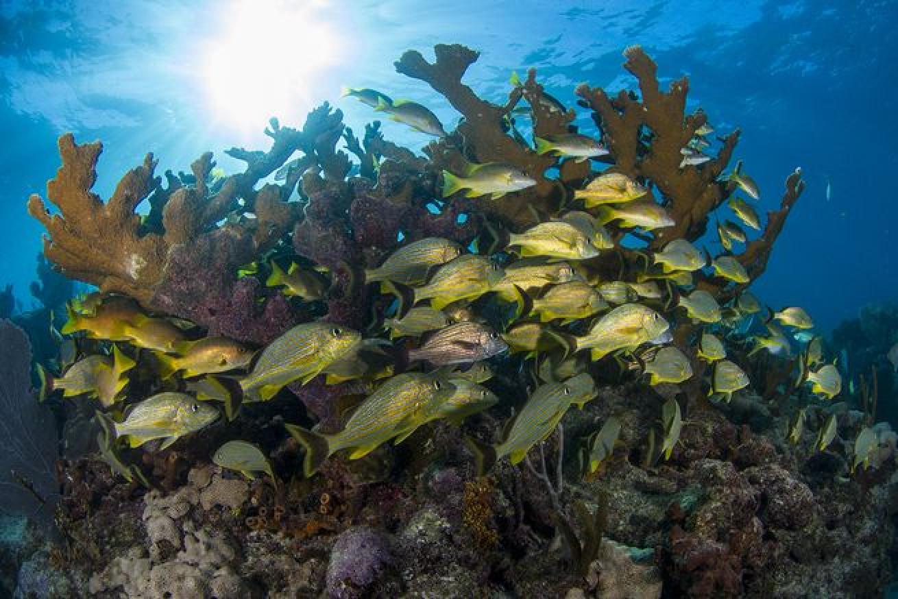 Florida diving