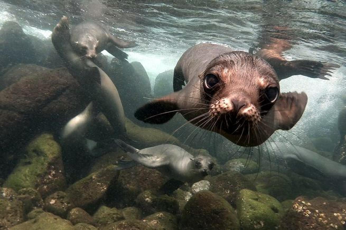 The Galapagos Islands