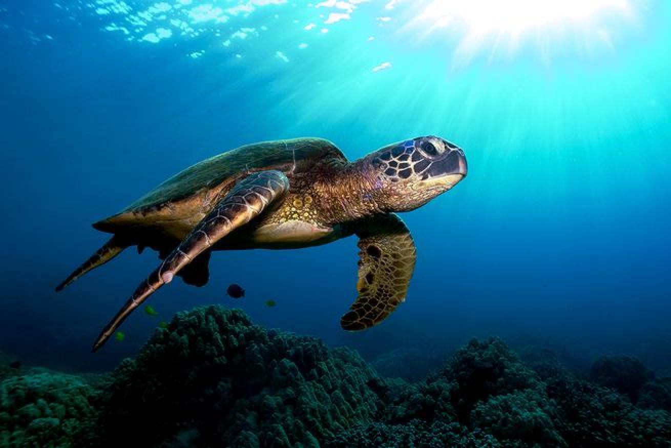 hawaii diving