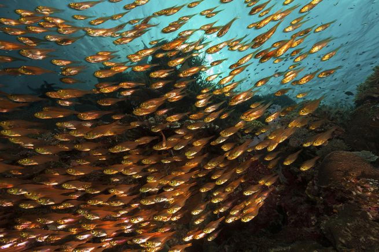 indonesia diving