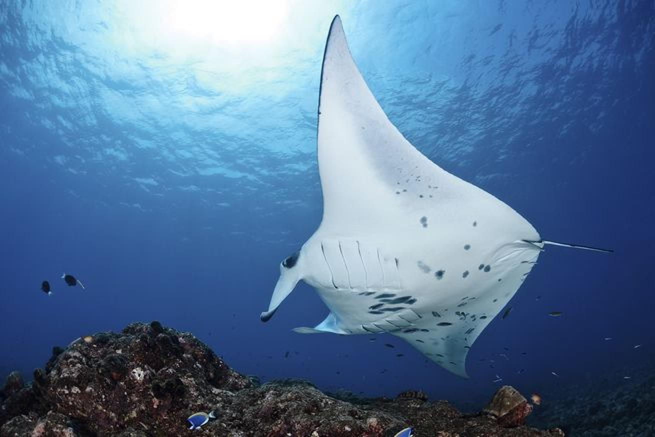 maldives diving