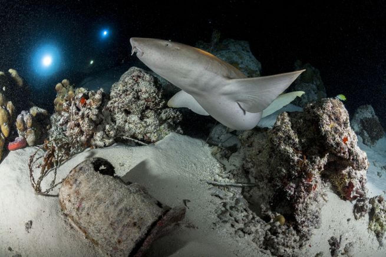 night diving