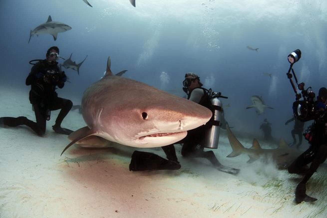 shark ecology