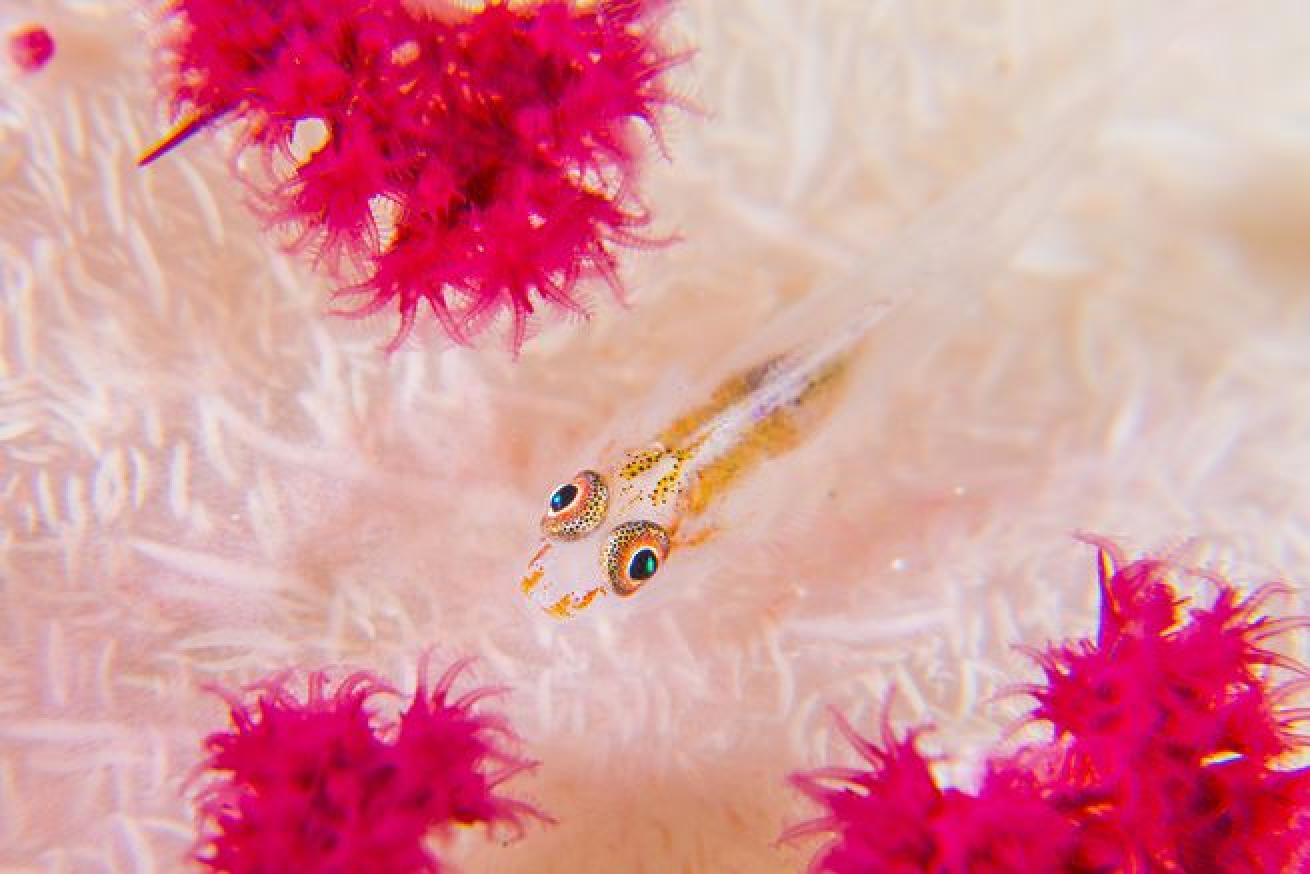 underwater photography