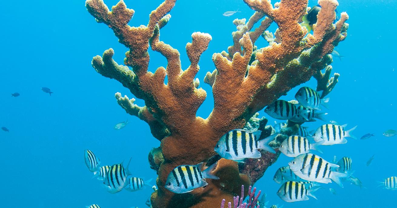 Florida Keys