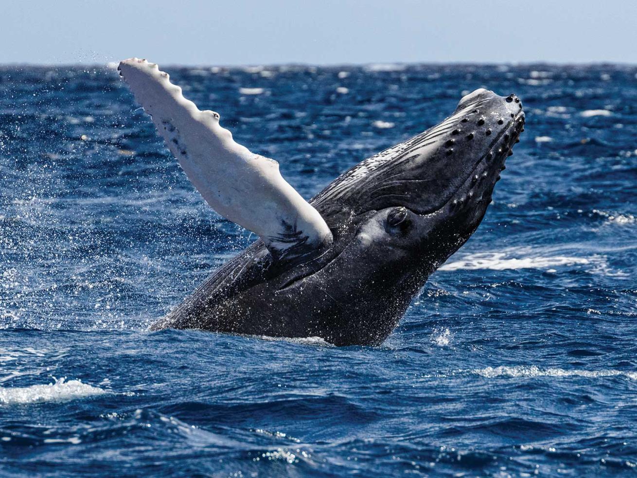 humpback whale