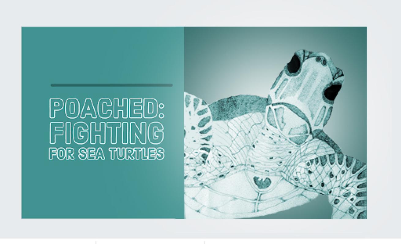 Fighting for Sea Turtles Short Story