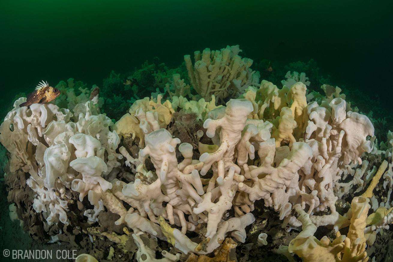 Cloud Sponges in British Columbia