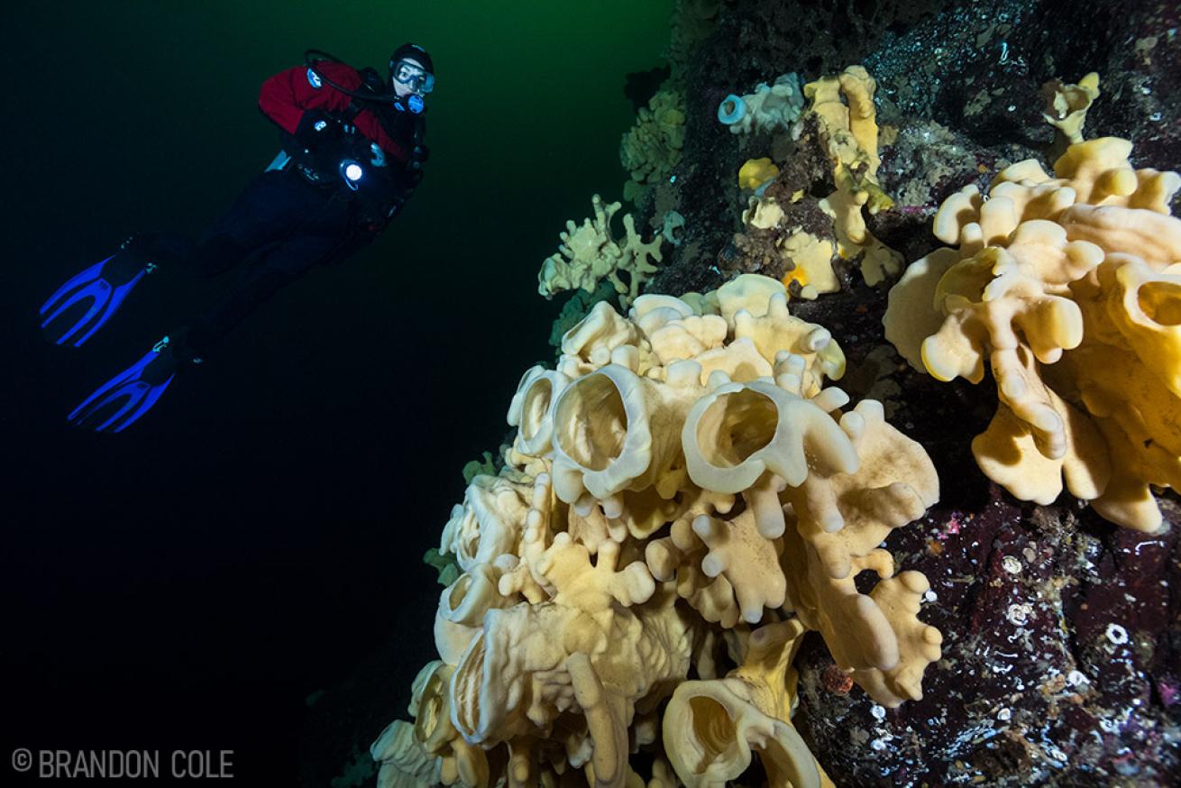 Cloud Sponges in British Columbia