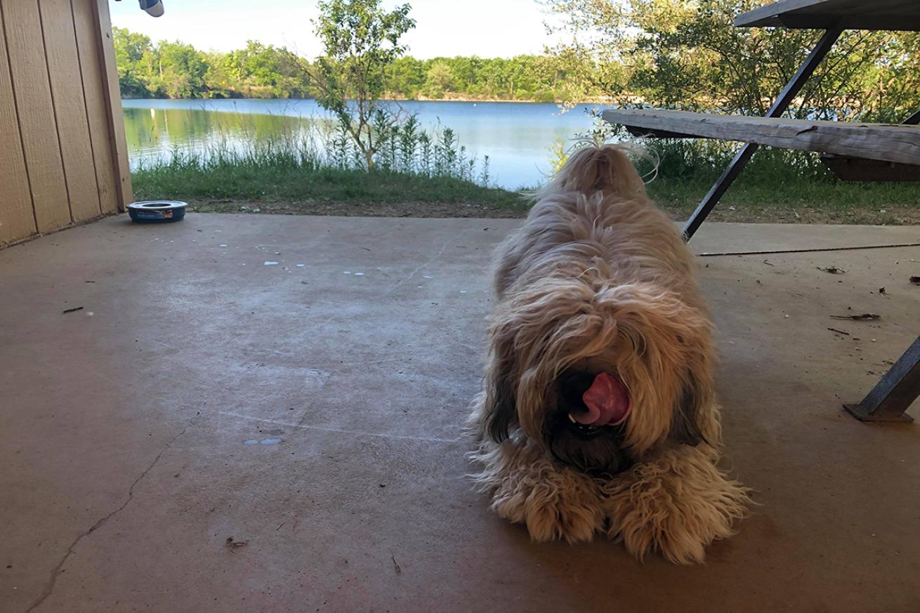 Dog at White Star Quarry licks air