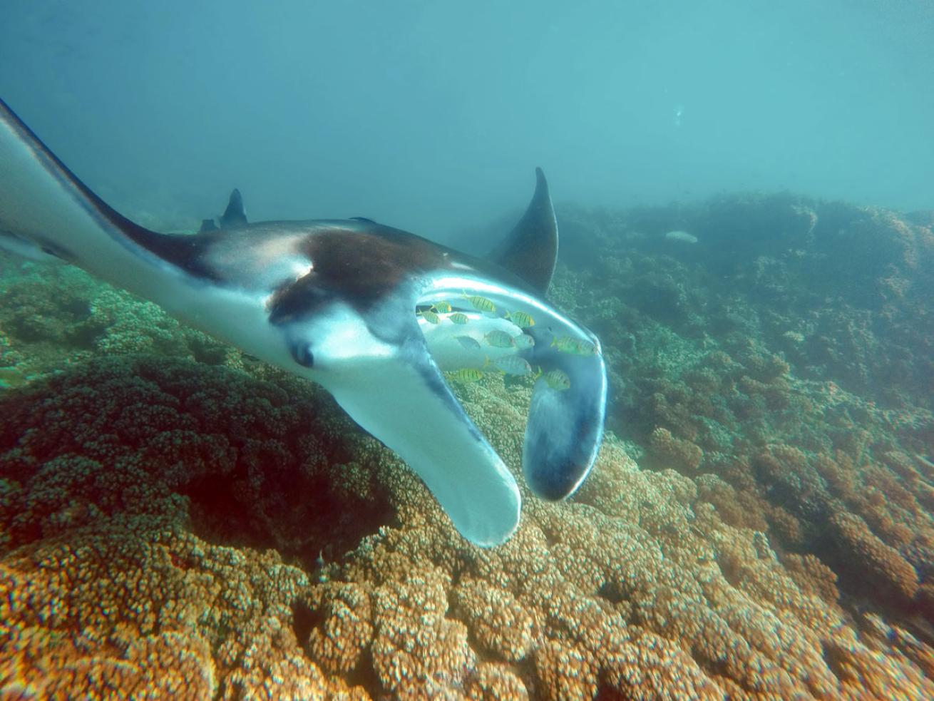 Manta Ray in Yasawa Islands Fiji