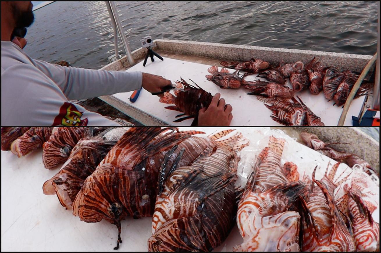 Lionfish Spine Removal