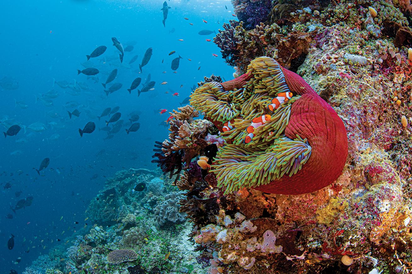 Clownfish and an anemone in the Coral Triangle