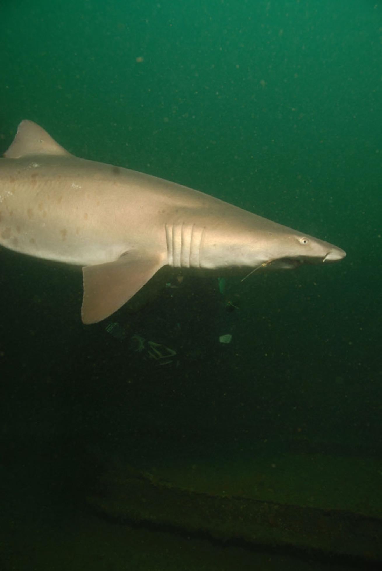 Sand Tiger Shark Virginia Beach 