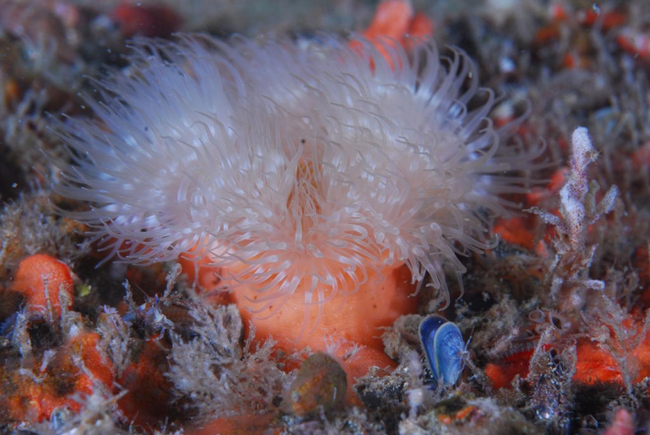 Sea Anemone Virginia Beach Dive