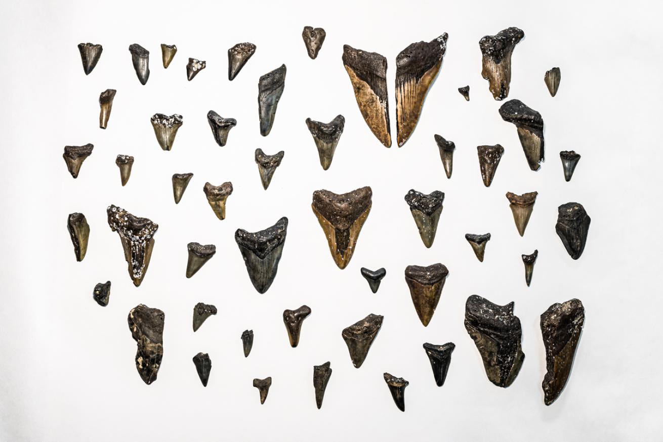 SoutheastFossilTour. IdolJennifer.MegladonTeeth.ScubaDivingMag.SeptOct2021