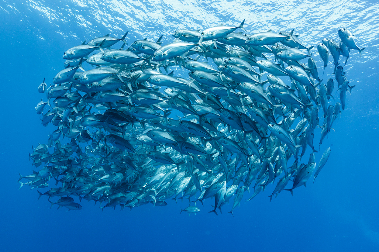 School of large fish