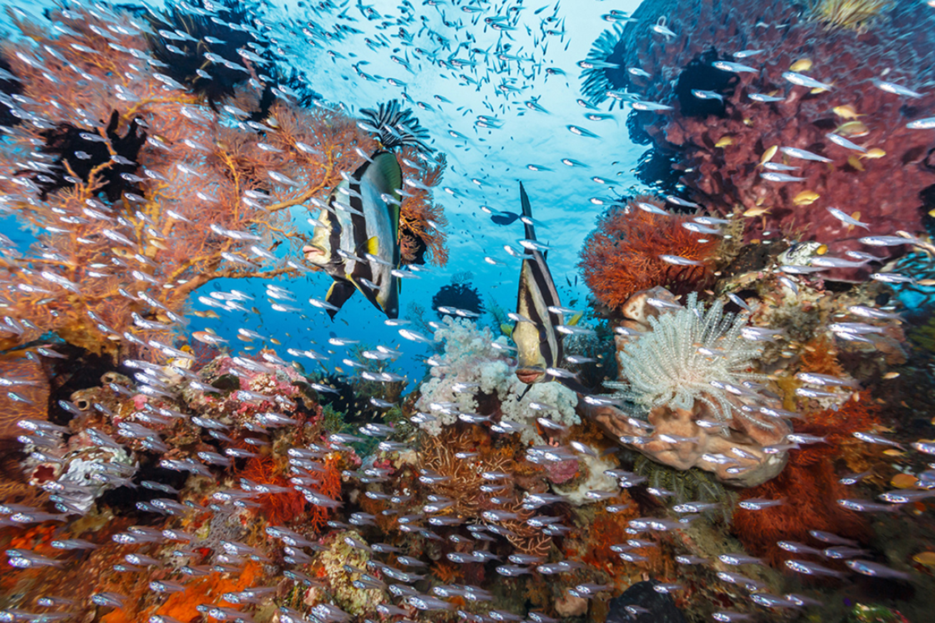 Fish swimming around coral