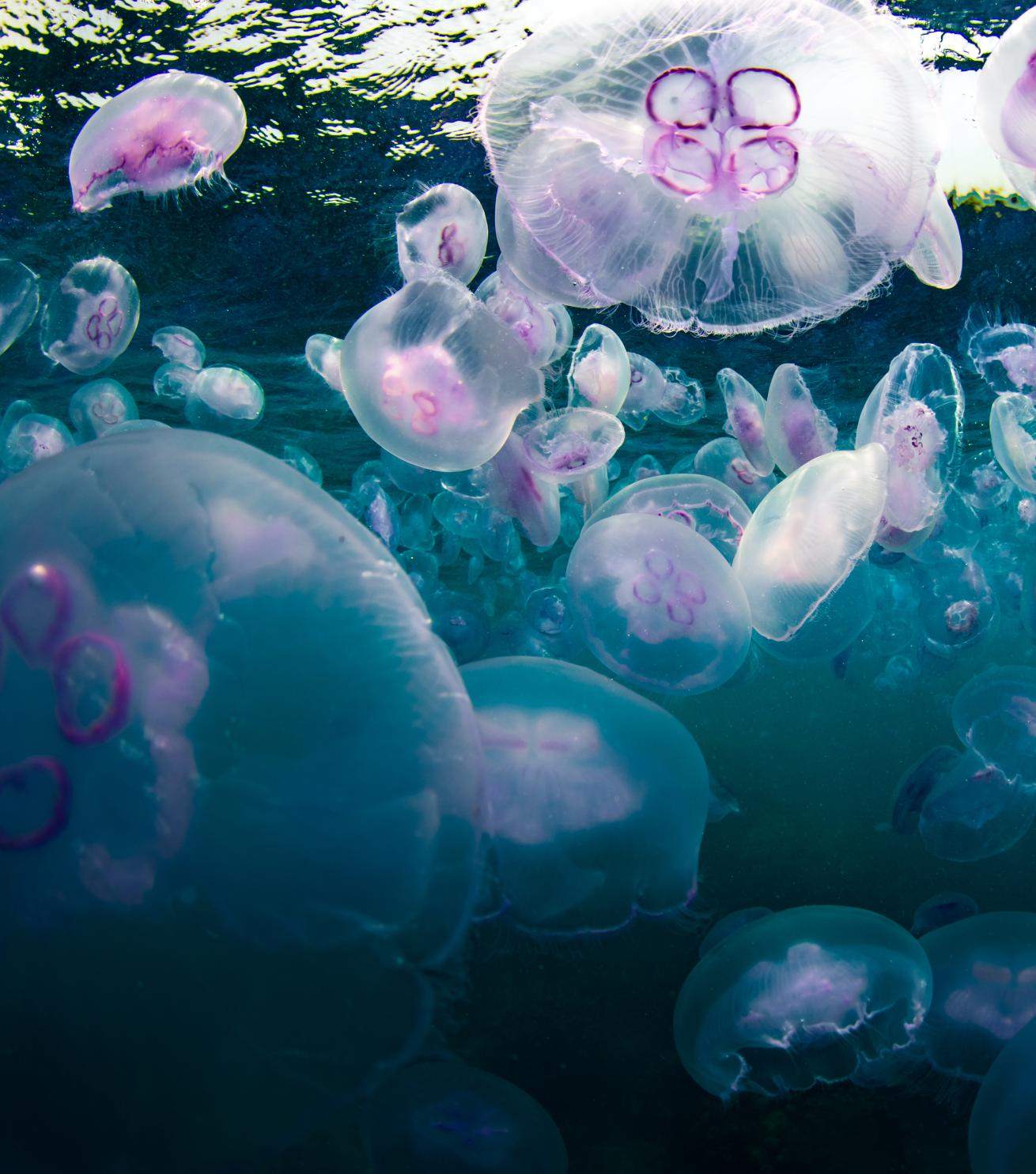Redsea moon jellies