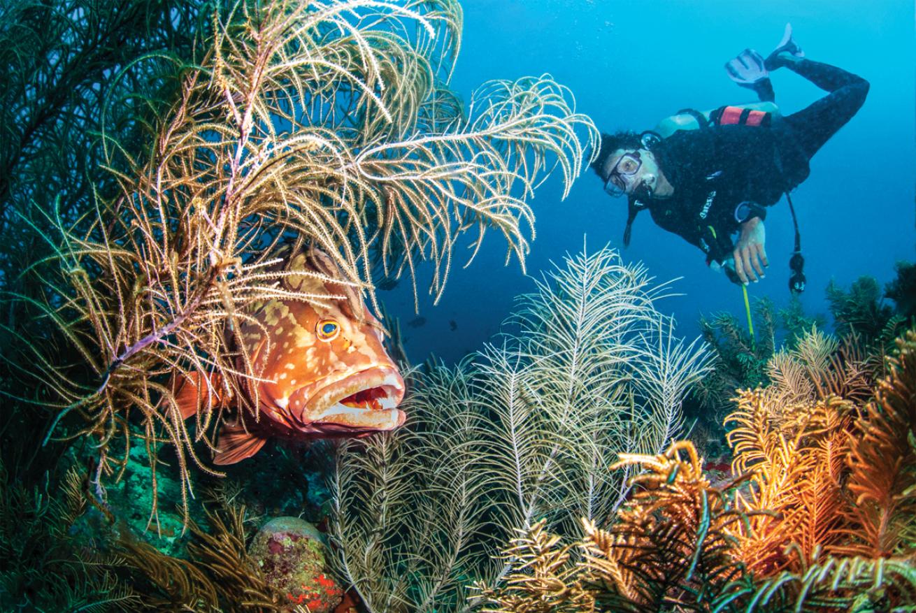 A Nassau grouper at the seamounts in Cayos Cochinos, Roatan, Bay Islands.