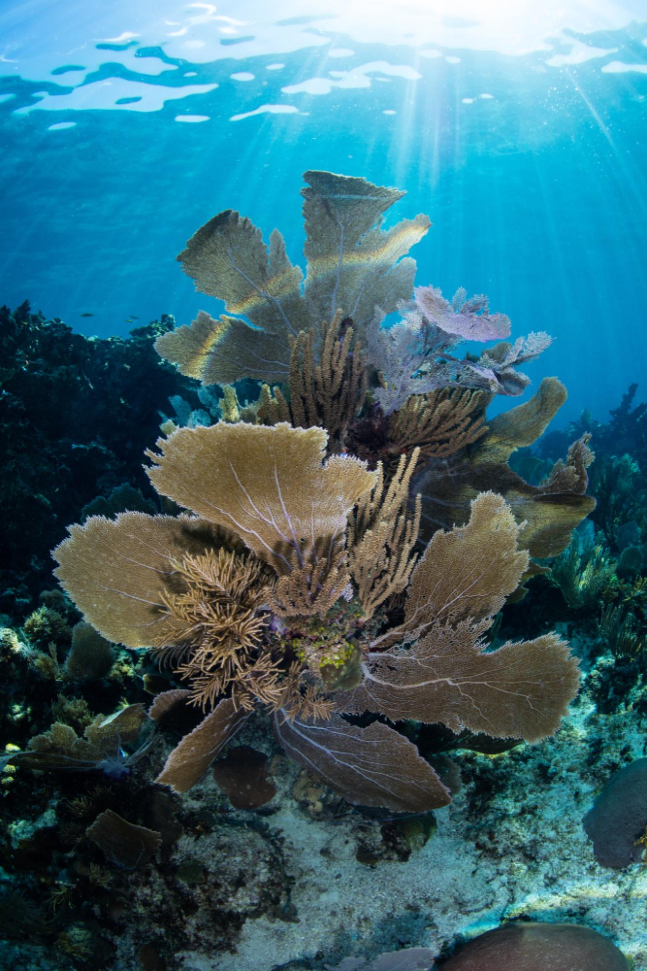 beautiful coral landscape in belize