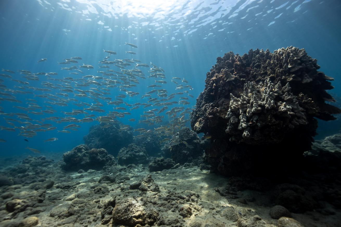 An image of fish and coral on a reef in Maui, Hawaii