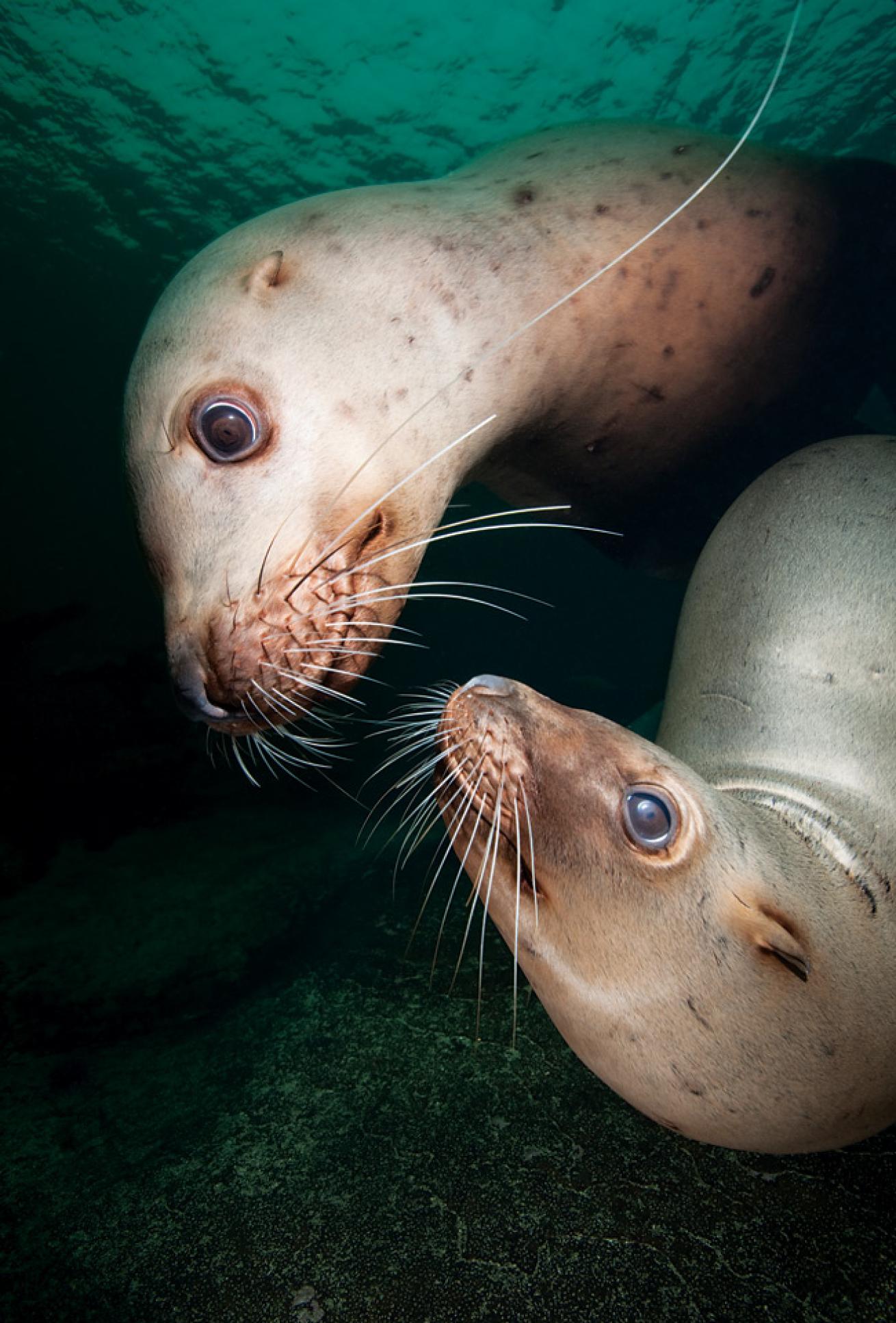 best scuba diving marine environment
