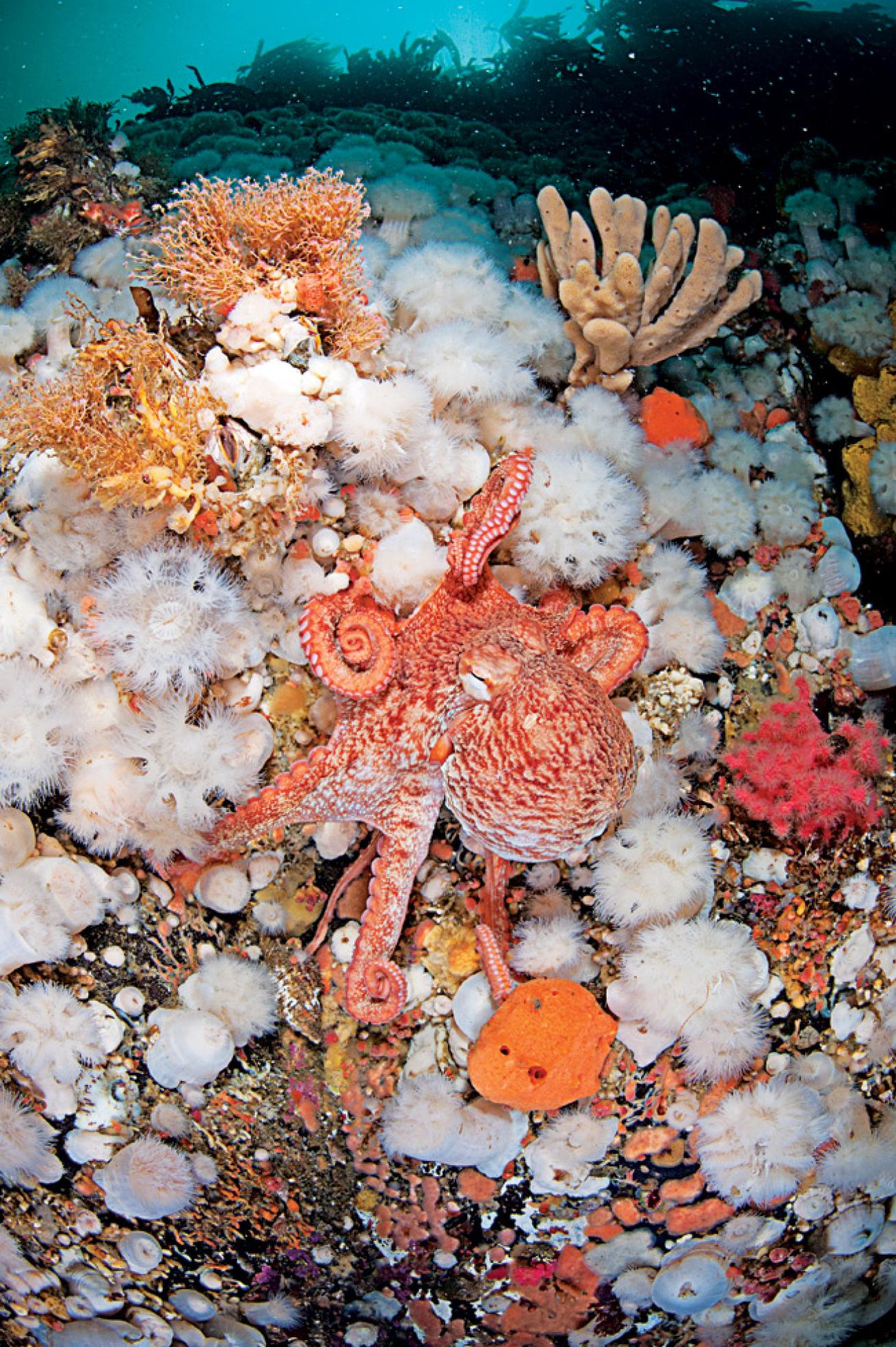 scuba diving marine environments 