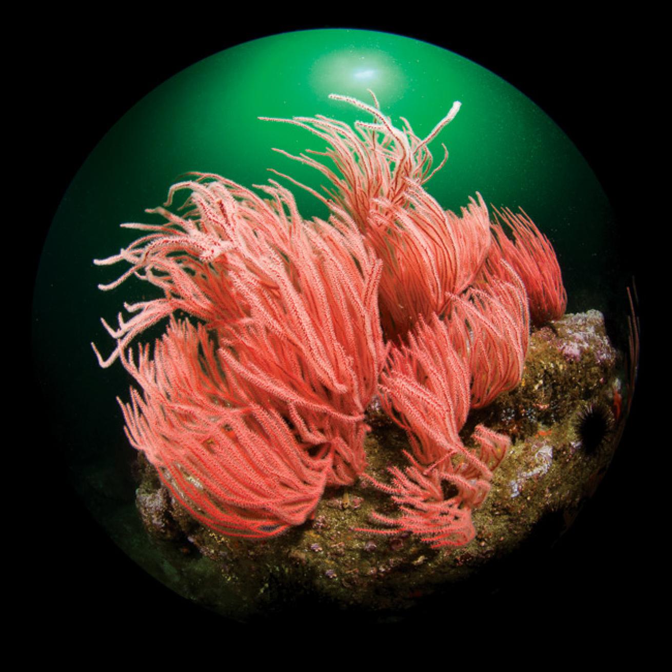 best value scuba diving destinations 