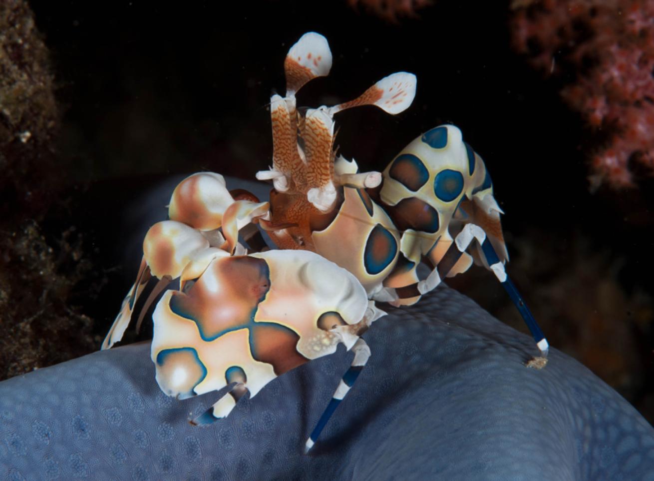 harlequin shrimp