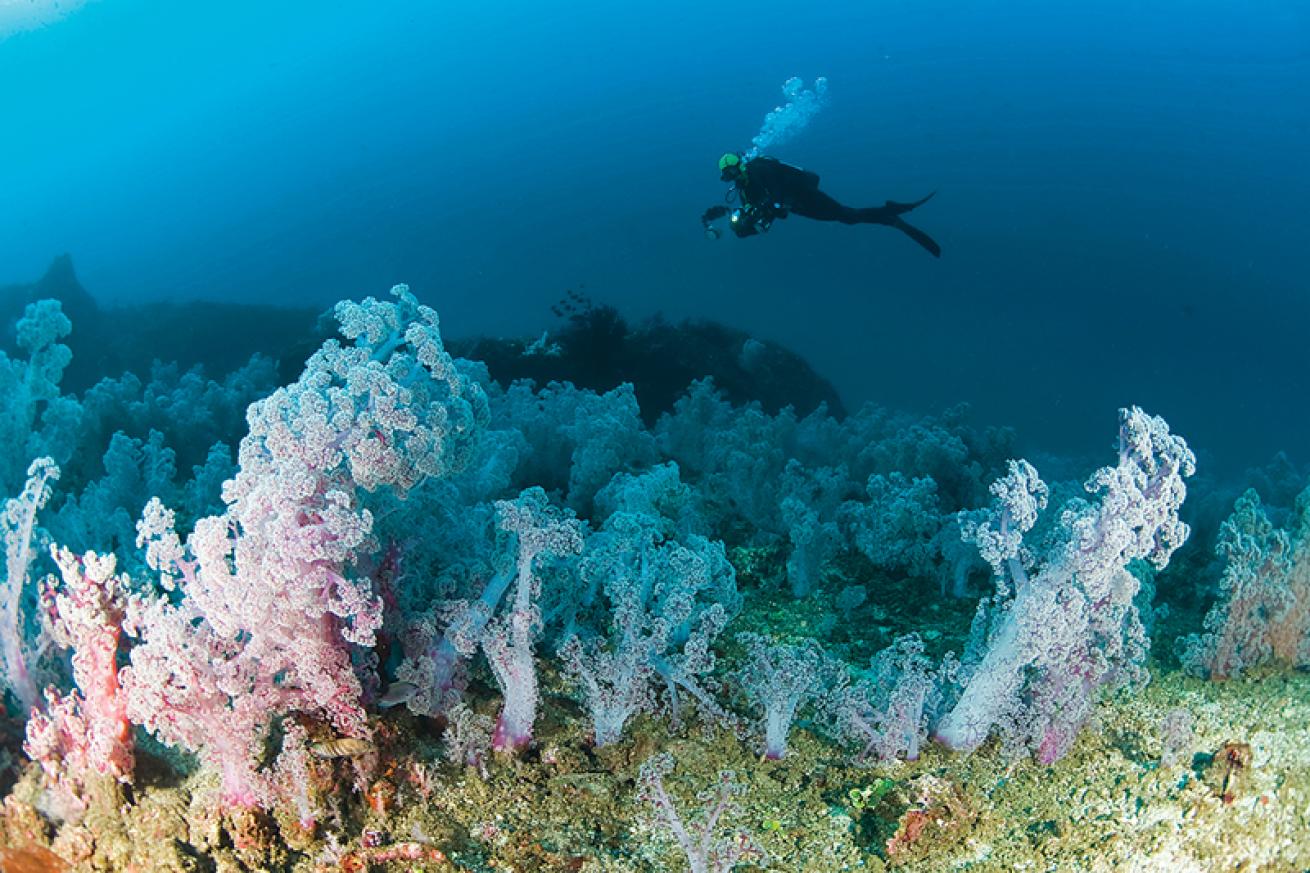 soft corals at Lavender Fields