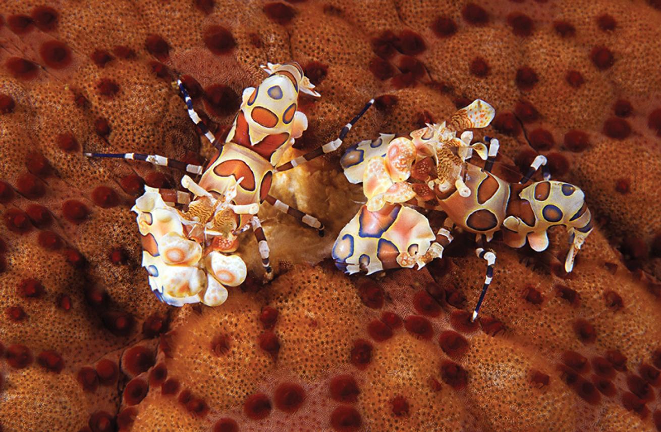 harlequin shrimp