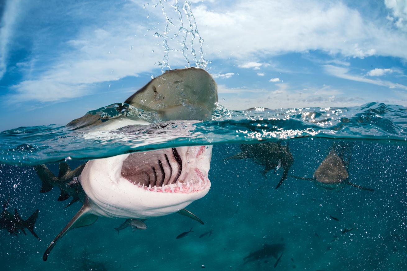 best advanced scuba diving caribbean and atlantic oceans 