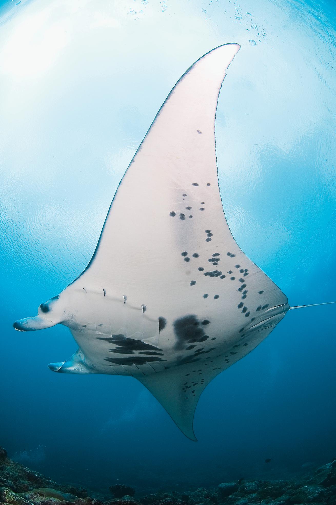 best big animal scuba diving destinations