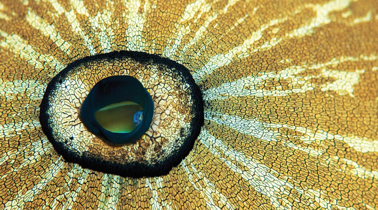 best scuba diving destinations for macro diving 