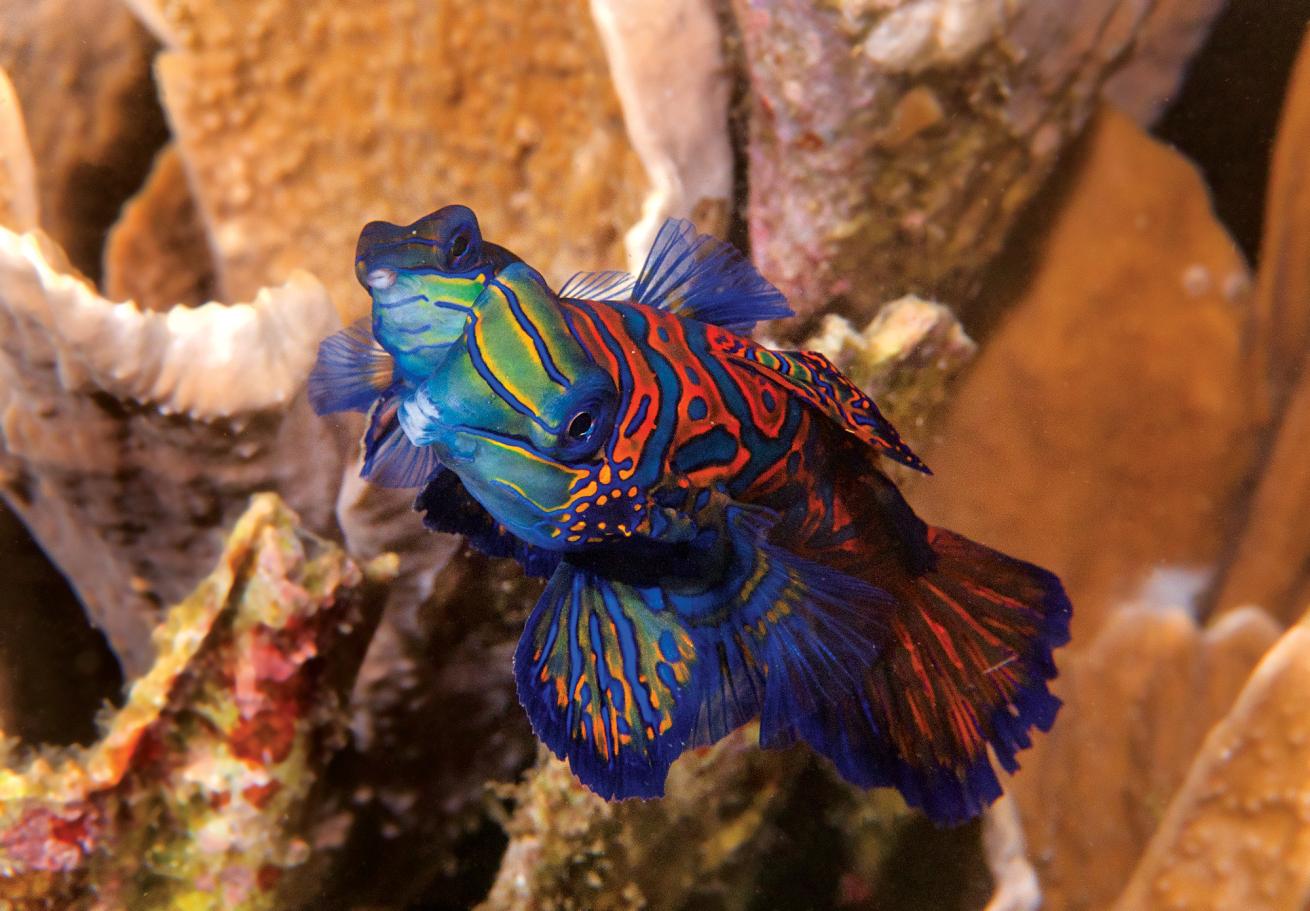 best scuba diving destinations for macro diving 