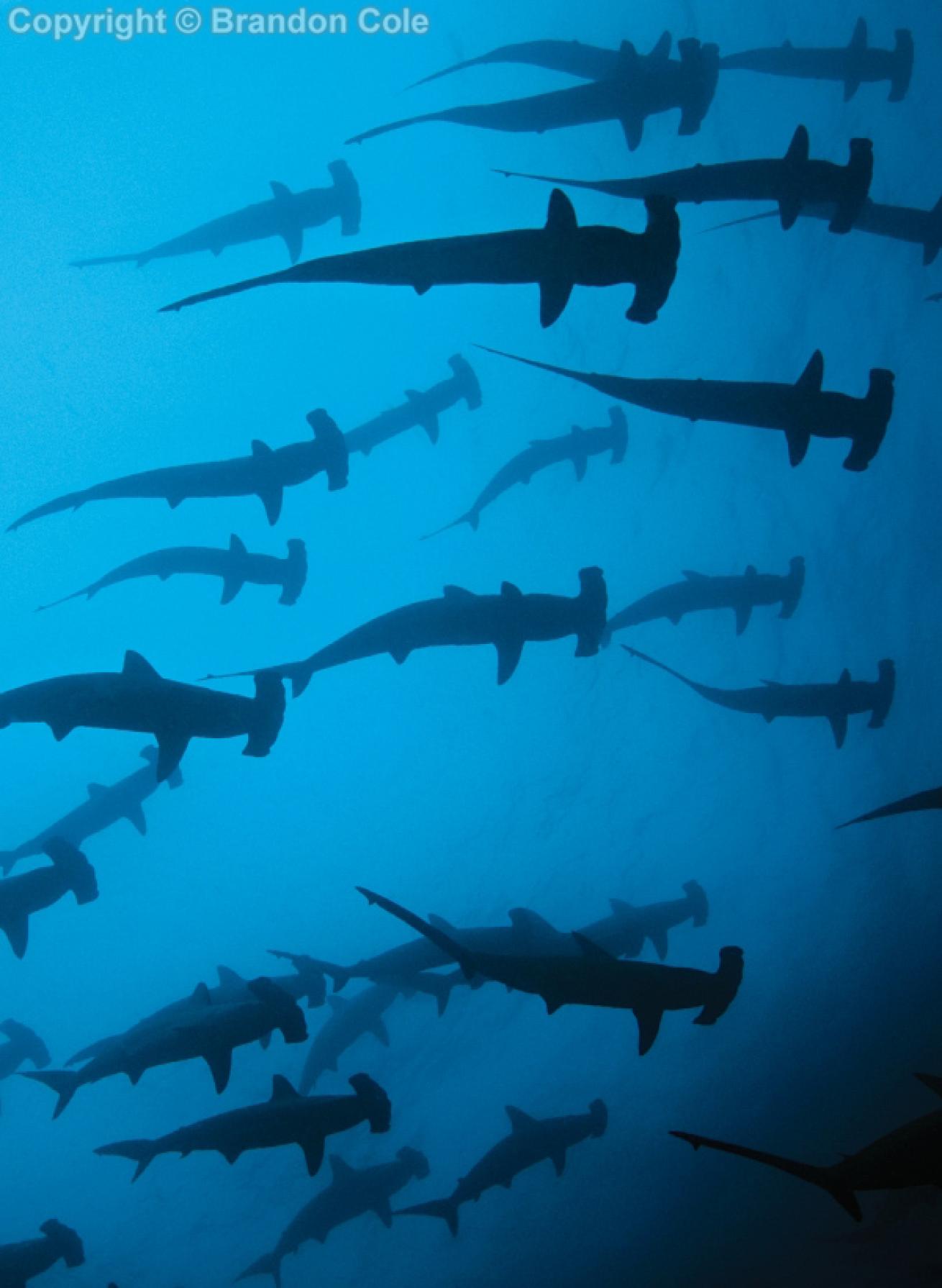 best advanced scuba diving pacific and indian oceans