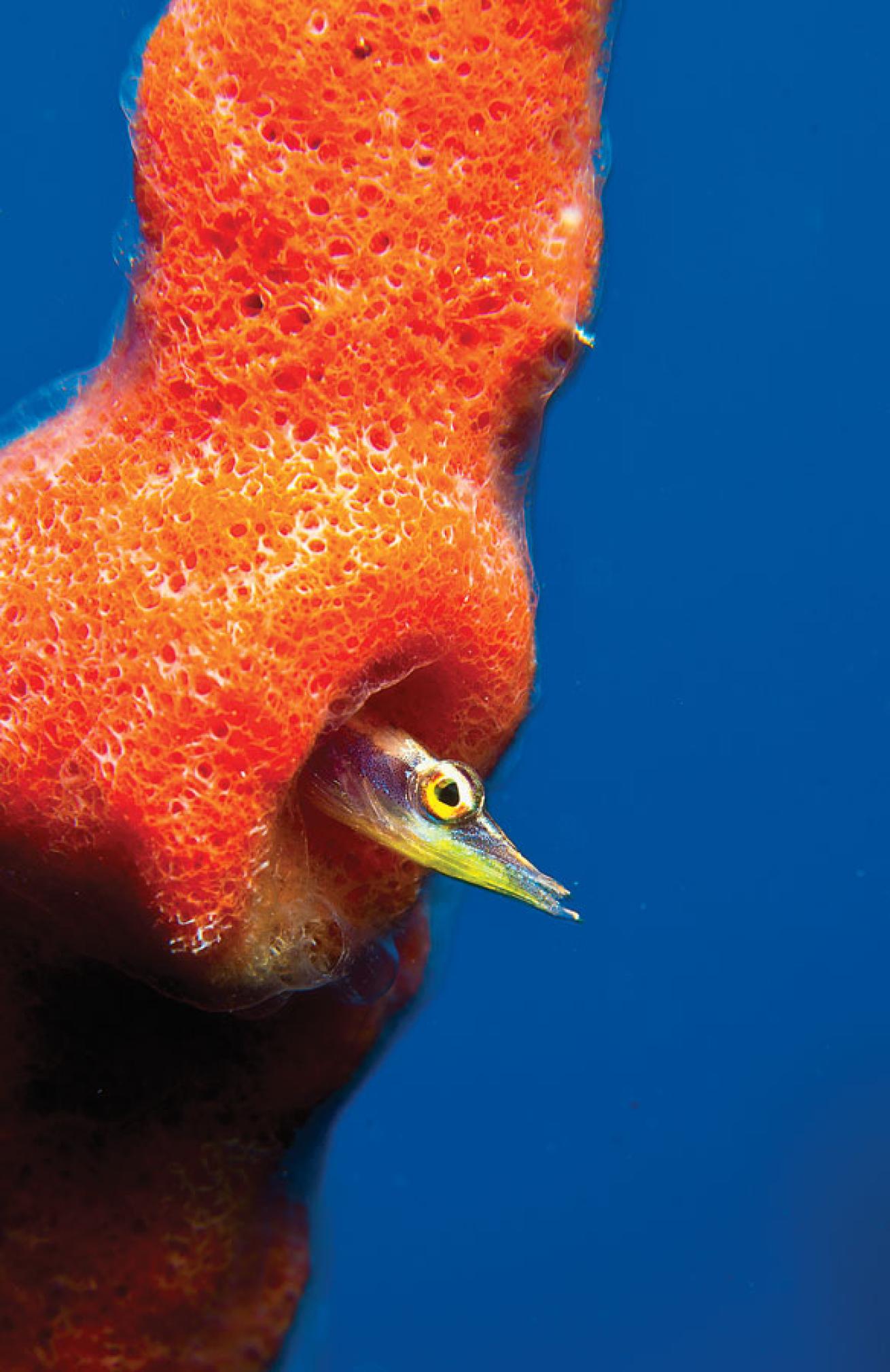 An arrow blenny peeks out of a sponge in Cuba's Gardens of the Queen