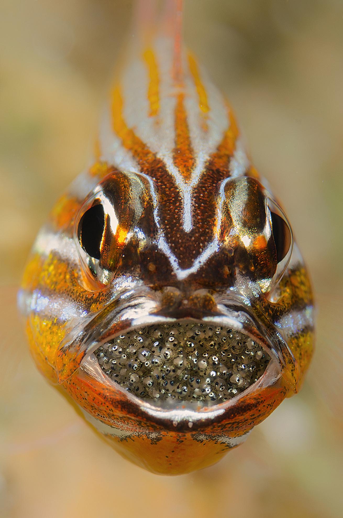 fish eggs photos