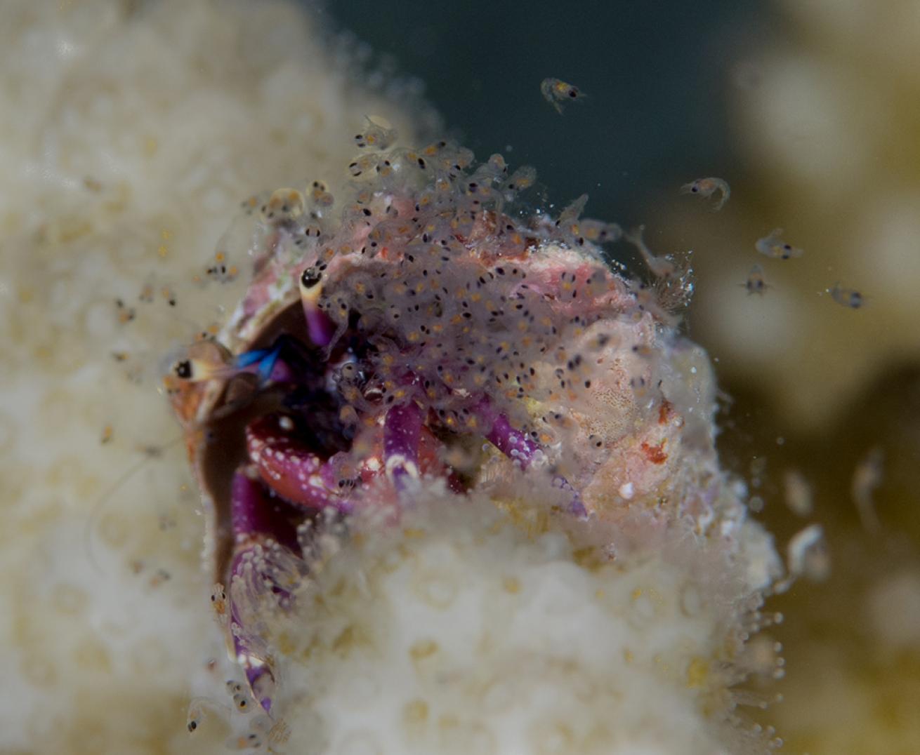 hermit crab larvae